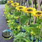 ⏰🔥LIMITED-TIME 50% OFF! 🌻 Sunflower Solar Lights – Auto On/Off, 14H Glow & IP65 Waterproof, Perfect for Garden & Patio ✨☀️
